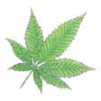 Leaf Temporary Tattoo