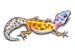 Gecko temporary tattoo